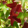 rudens ligos.jpg